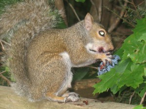 Unicoi2008 071